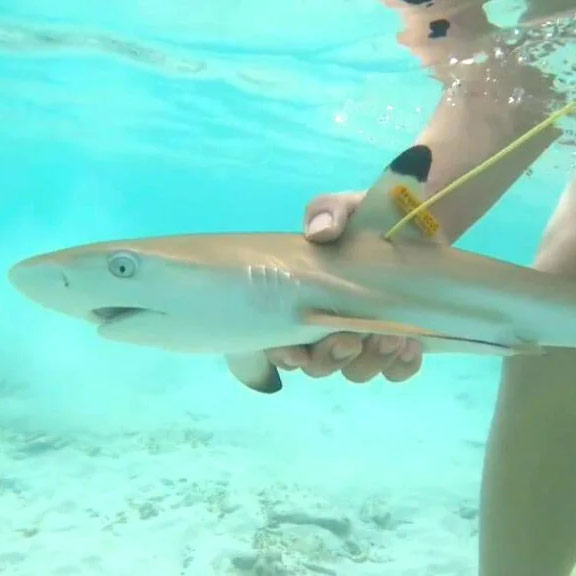 Divers, Fishers and Scientists Map Sharks and Rays to Save Them