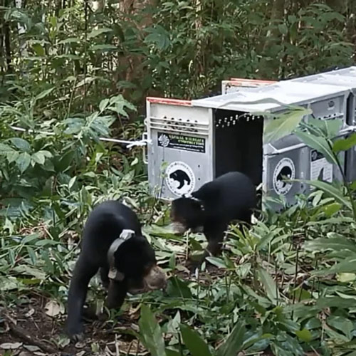 Helping Sabah's Sun Bears Return To The Wild