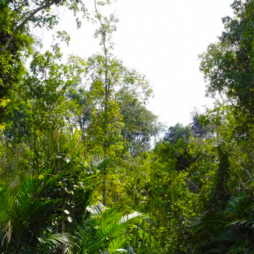 The Climate-Friendly Virgin in Terengganu